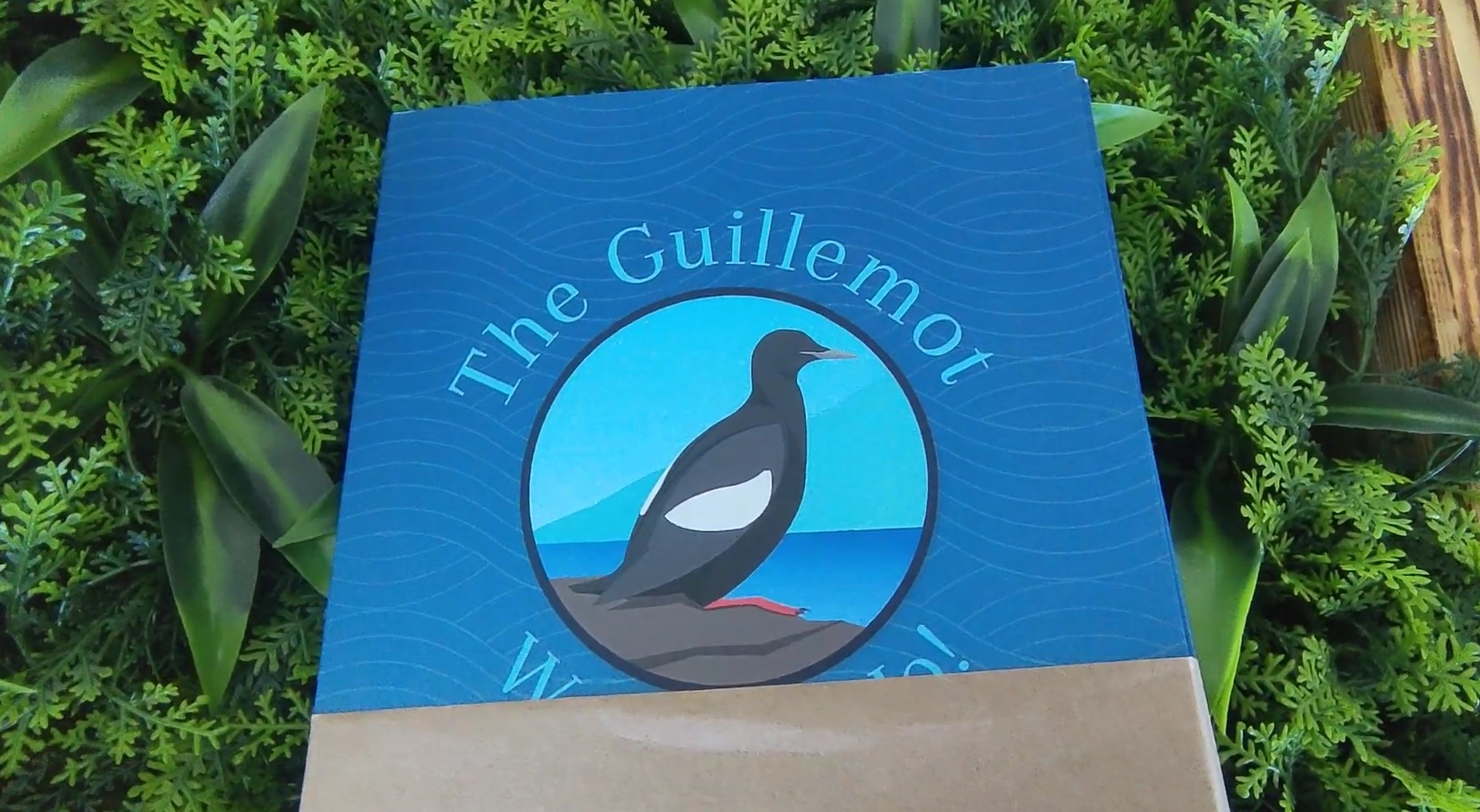 The Guillemot @ Westward Ho!